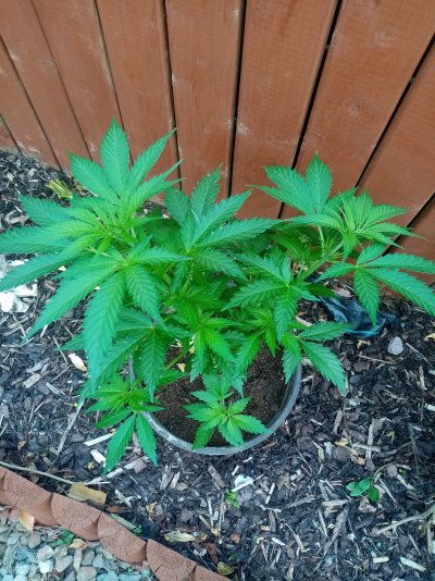 Male or female?