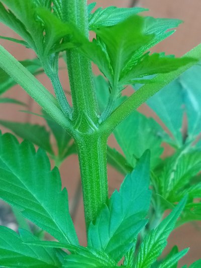 Male or female?
