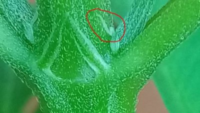 Male or female?