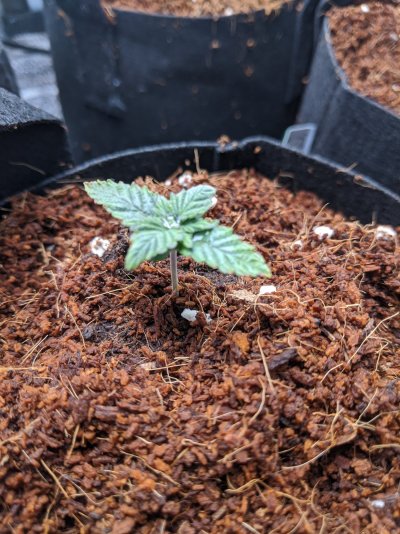first-time-grow-sog-style-sampler-using-pot-for-pot.jpg