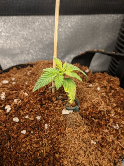 first-time-grow-sog-style-sampler-using-pot-for-pot-3.jpg
