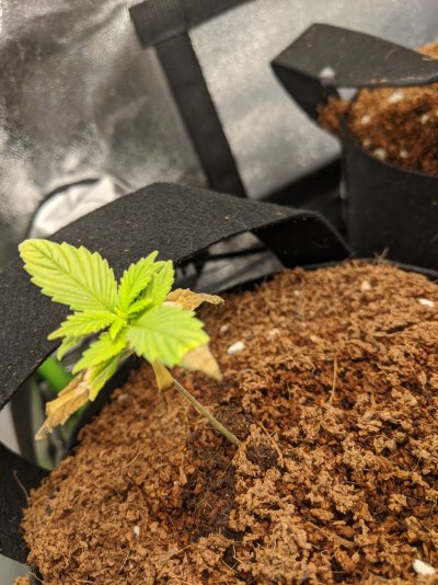 first-time-grow-sog-style-sampler-using-pot-for-pot-5.jpg