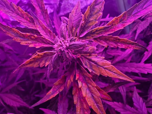 first-time-grower-yellowbrown-leaves-during-flower.jpg