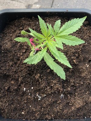 Advice please :)