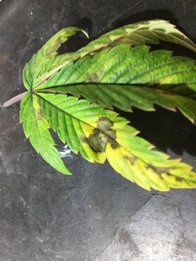 The Dreaded Blight