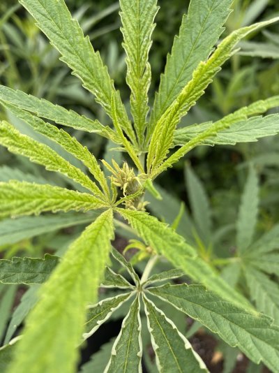 New grower Curled/taco'd leafs..