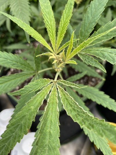 New grower Curled/taco'd leafs..