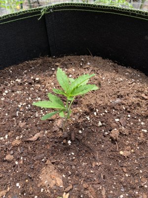 HELP!!! Something's Wrong With My Plants