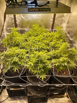 Lets see everyones autoflowers 🔥🔥