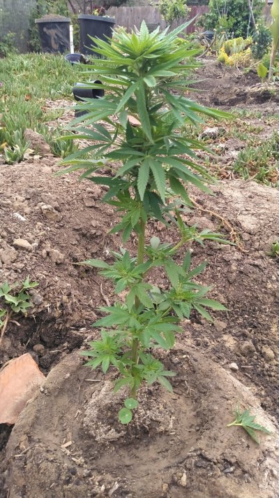So I'm not sure if my 10k Genetics is a autoflower or just a was left in the dark too long is there a way I can identify whether she is autoflower?