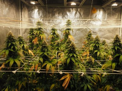 Harambe, and  Kashyyk Cookies Fall grow