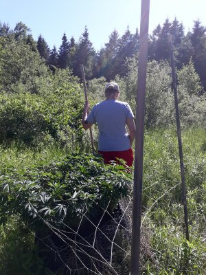 Lets see your 2020 Outdoor Plants!