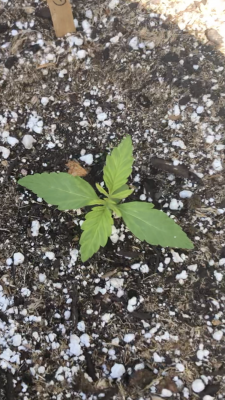 stunted-autoflowers.png