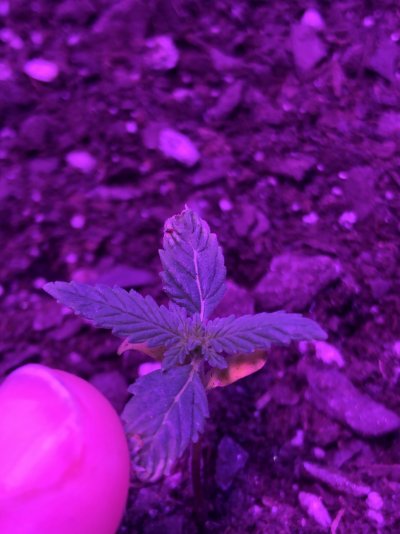 Nutrient deficiency?