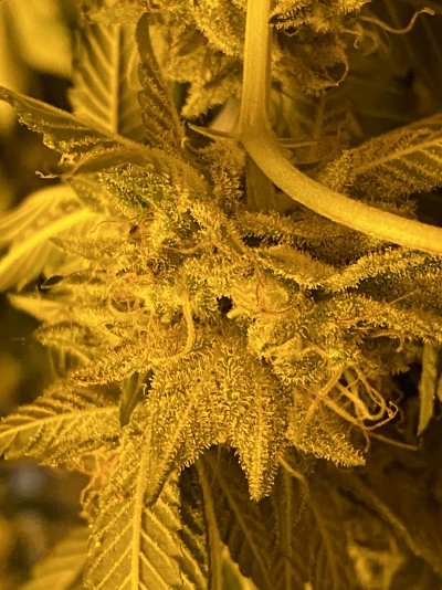 snowing-on-my-afghan-kush-2.jpeg