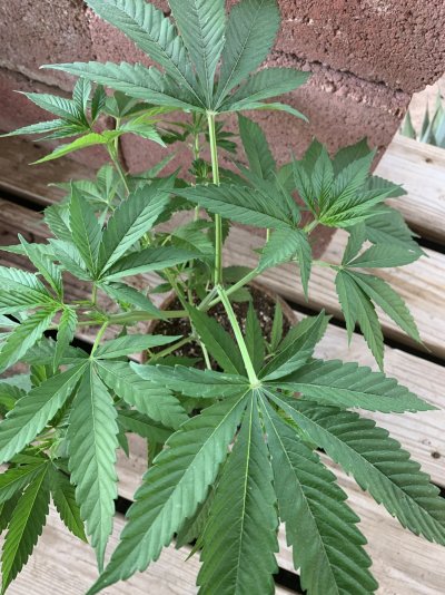my-sour-diesel-transplant-5.jpeg