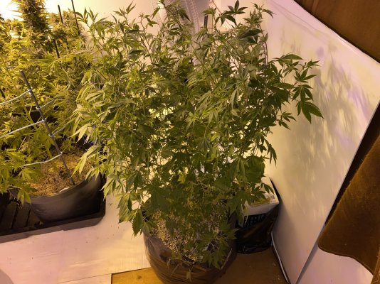 outdoor-purple-trainwreck.jpeg