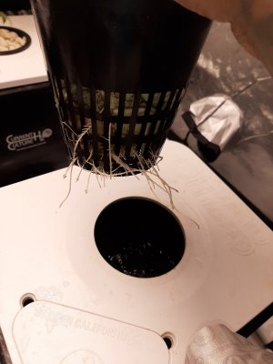 RDWC PH perfect nutrient question