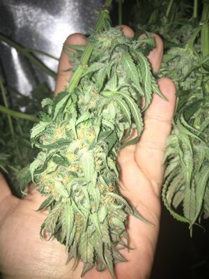 SCRoG closet: WOS NLxBB Early Harvest
