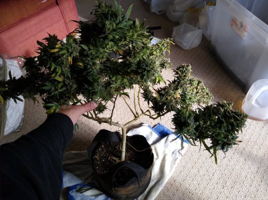Week 9 flowers. Do you know any of these strain?