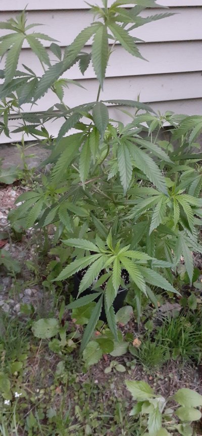 trimming-off-leafs-during-veg-3.jpg