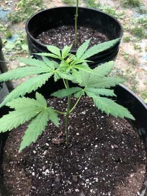 Noobie grower, first time ready to learn!