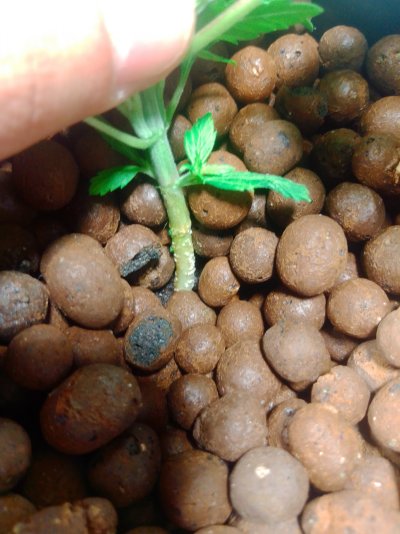 1st time DWC issues =\, root/pest