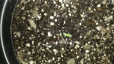 20200616_080828.jpg