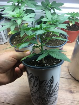 Diagnosis issue