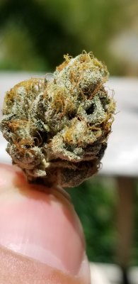 Let's See Your Frostiest Flowers