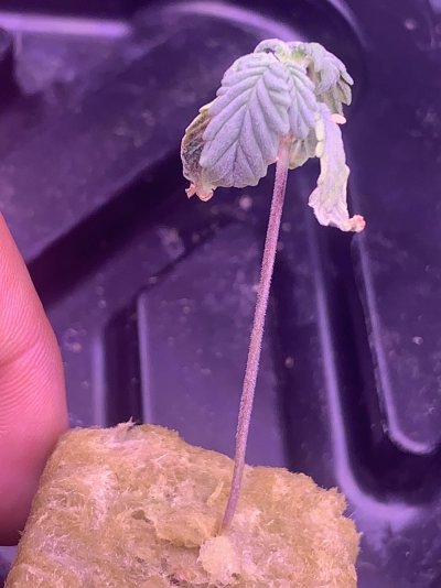 Overwatering or underwatering