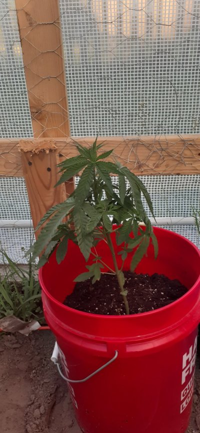 High everybody im Jason  in Michigan USA first time greenhouse grow or first time any grow