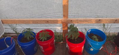 High everybody im Jason  in Michigan USA first time greenhouse grow or first time any grow