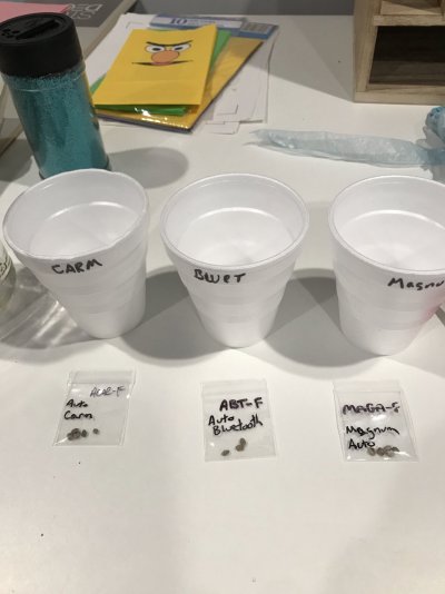 Germinating Start.jpg Germinating Start.jpg