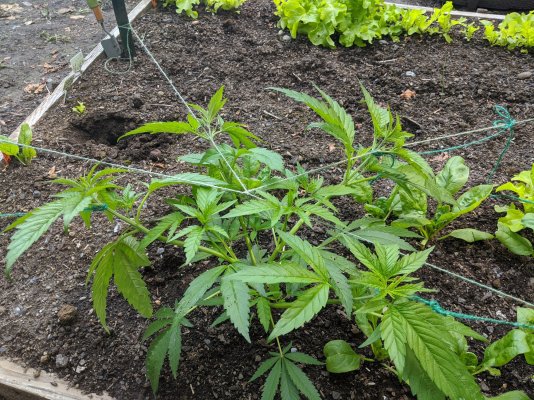 LST project - Summer 2020 PNW