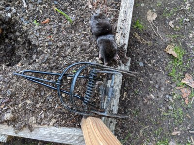 LST project - Summer 2020 PNW