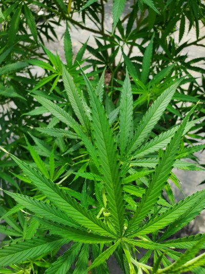 Leaf tips twisting..
