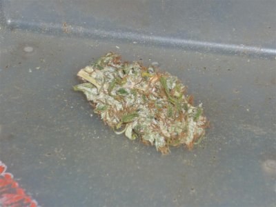 Swet Skunk (Large).jpg