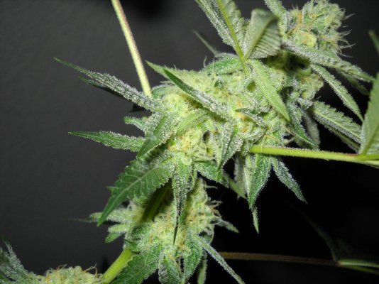 skunkmasterflex's mad jungle of strains grow diary