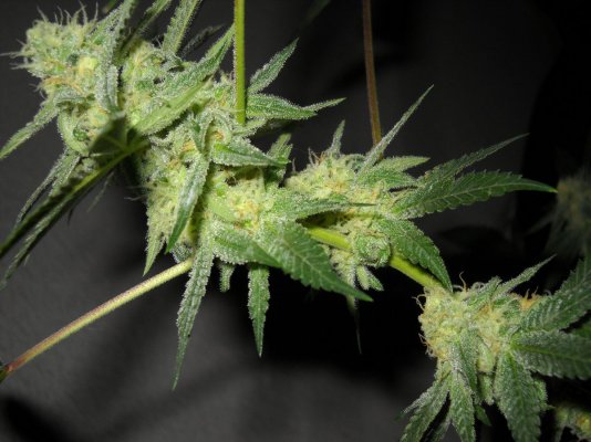 skunkmasterflex's mad jungle of strains grow diary