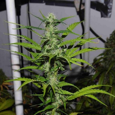 jack herer ebb/gro co2