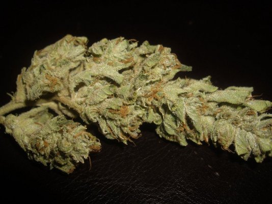 Cali Connection Jamaican OG Grow