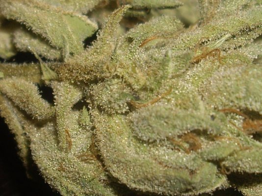 Cali Connection Jamaican OG Grow