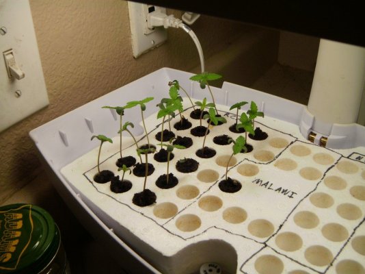 weed 008.JPG