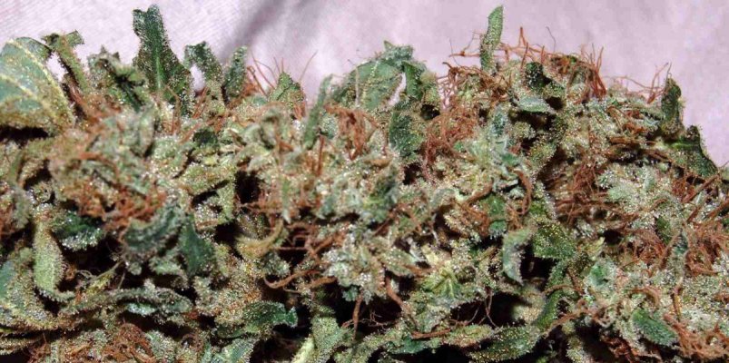 herijuana vs sensi star??