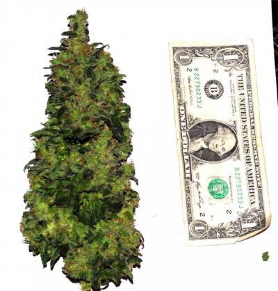 herijuana vs sensi star??
