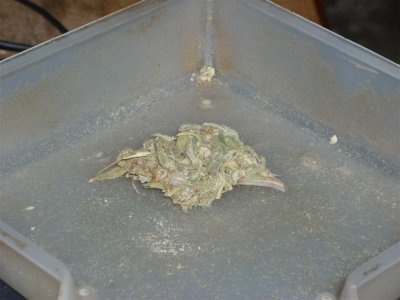 Flo (Large).jpg