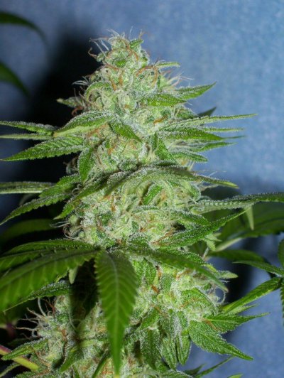 Gryphon & Double Koosh Grow
