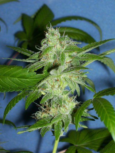 Gryphon & Double Koosh Grow