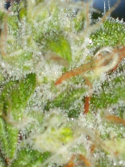 Gryphon & Double Koosh Grow